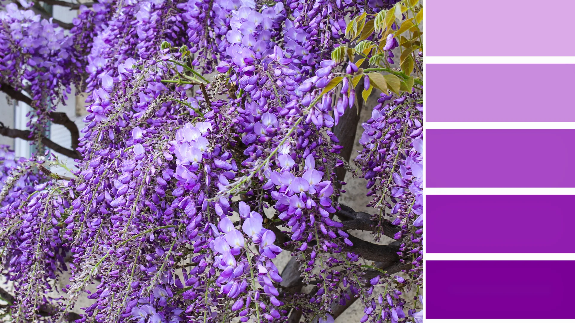 A cor do seu home office pode estar te sabotando sem que você perceba 3 Paleta de cores em tons de roxo para home office, com lavanda e lilás que promovem bem-estar e foco no ambiente de trabalho.